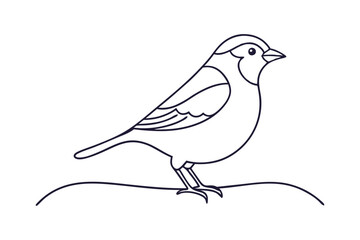Sparrow Line Art Vector