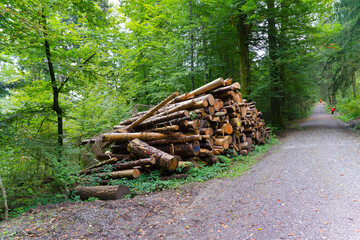 Heap of tree trunks in the woods on a cloudy autumn day at Swiss City of Zürich. Photo taken October 2nd, 2024, Zurich, Switzerland.
