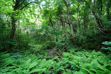 Obraz premium dense ferns in spring forest