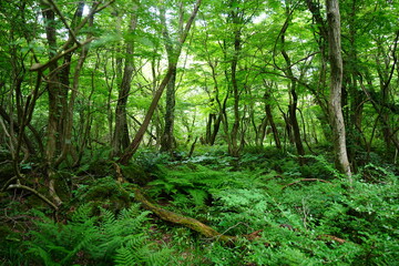Fototapeta premium dense ferns in spring forest