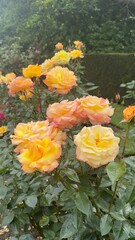 yellow roses in the garden