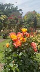 Yellow, Orange, Pink rose flower in an English garden in Christchurch New Zealand