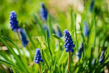 spring flowers in the garden