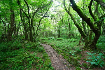 mossy old trees and fresh ferns in spring forest