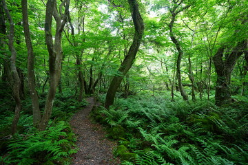 fine path through refreshing spring forest