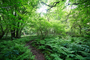Fototapeta premium dense ferns in spring forest