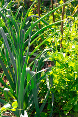 vegetables in the organic garden