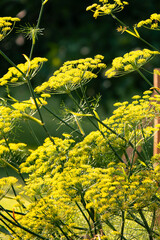 fennel flowers inn the garden