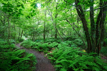 Fototapeta premium mossy old trees and fresh ferns in spring forest