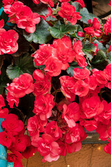 red begonia on the wall