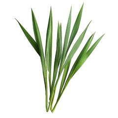 Close. Up of Fresh Green Grass Blades, Nature. Isolated on a Transparent Background. Cutout PNG.