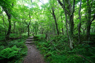 fine path through refreshing spring forest