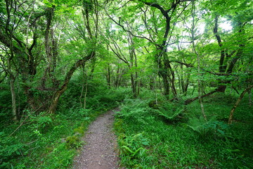 Obraz premium mossy old trees and fresh ferns in spring forest