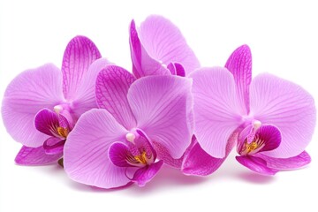 Vibrant purple orchid blooms isolated on white background