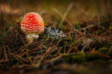 A close-up of a bright red fly agaric mushroom with white spots, nestled among grass and moss in a forest setting. The mushroom’s vivid colors contrast with the earthy tones of the surroundings