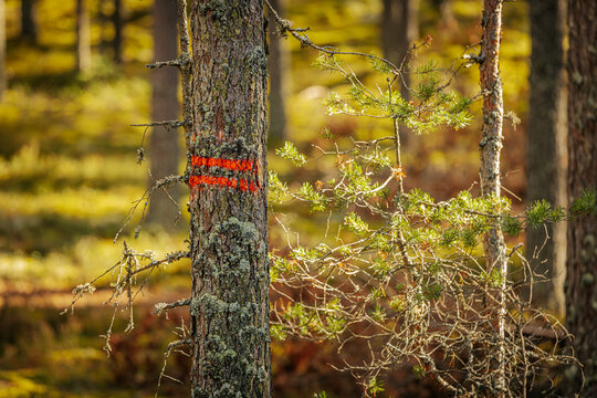 A pine tree in a sunlit forest is marked with two bold red lines, indicating it for logging. The bark and surrounding moss-covered branches are illuminated by warm natural light