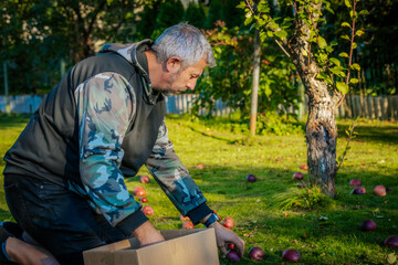 A man kneels on the grass, carefully picking up apples from the ground and placing them into a cardboard box. Dressed in a camo hoodie, he works in the peaceful surroundings of a sunlit orchard.