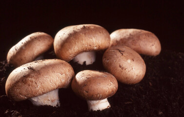 View of a small group of Brown Button mushrooms