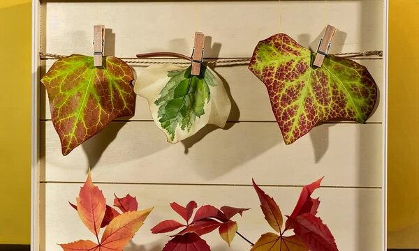 Feuilles aux couleurs de l'automne s&eacute;chant sur un fil de pr&eacute;sentoir, pr&ecirc;tes pour la pr&eacute;paration d'un herbier