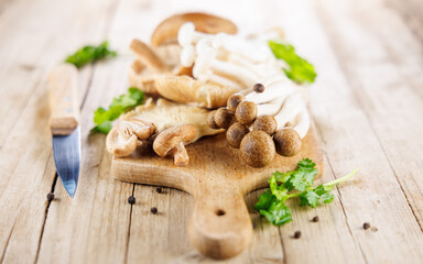 Fototapeta premium assortment of various mushrooms, chanterelle,shiitake...