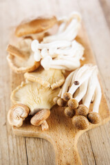 assortment of various mushrooms, chanterelle,shiitake...