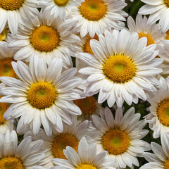 Obraz premium summer beautiful flowers on white background
