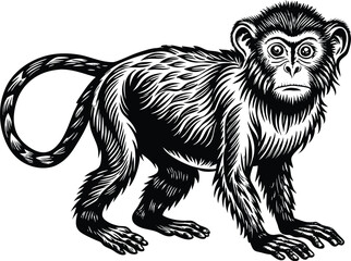 Obraz premium black and white illustration of a mankey