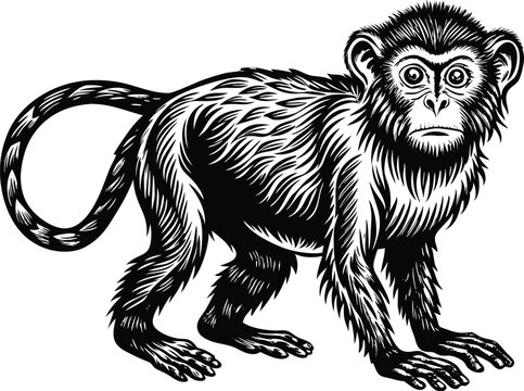 black and white illustration of a mankey