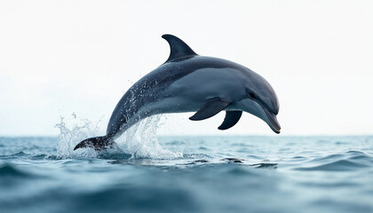 Bottlenose dolphin jumping out of water splashing over the surface