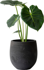 Green plant in pot