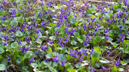 Wild violets flowers in the forest