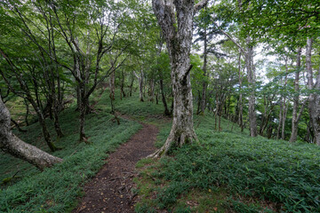 Obraz premium Hiking on Mountain Daibosatsu in Japan