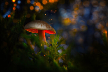 Mushroom photo displayed in a wonderful nature. Natural background.
