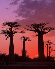 avenue of the baobabs at sunset