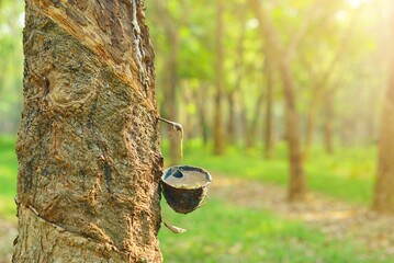 A rubber tree is being tapped, with a small collection bowl attached to gather sap. Sunlight...