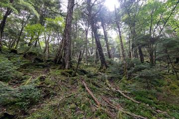 Obraz premium Hiking on Mountain Daibosatsu in Japan