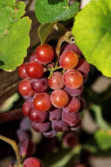 Close-up of bunches of red grapes in the middle of autumn