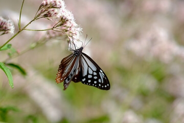 フジバカマの花の蜜を吸うアサギマダラ