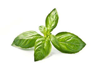 Fototapeta premium Fresh basil leaves