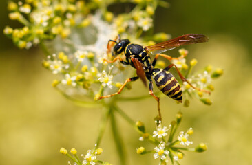 Wasp on a yellow flower. Macro