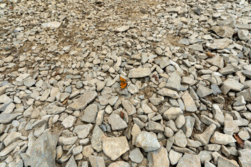 butterfly on Mountain Daibosatsu in Japan