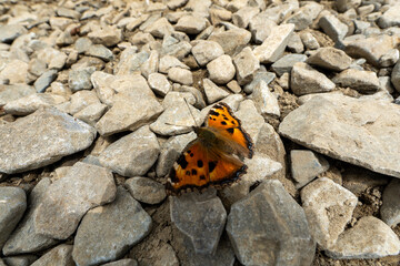 butterfly on Mountain Daibosatsu in Japan