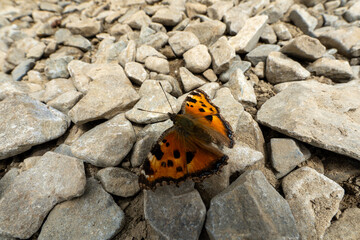 butterfly on Mountain Daibosatsu in Japan