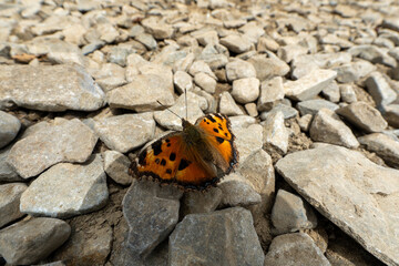 butterfly on Mountain Daibosatsu in Japan