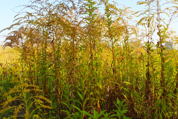 natural background of wild flowers and grass