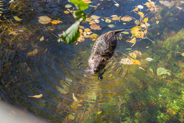 nutria in the water