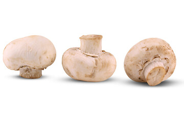 Champignon mushroom isolated 