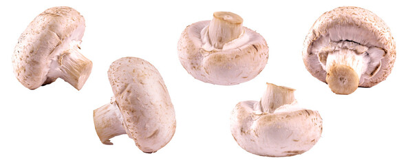 Champignon mushroom isolated 