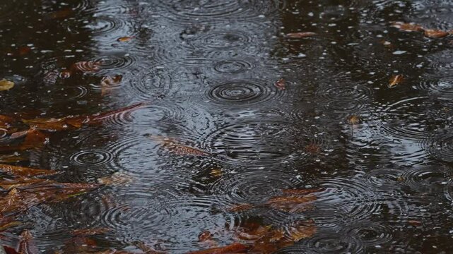 Autumn rainy day, rain drizzle in a pond filled with dry chestnut leaves, 120 fps 4K slow motion