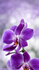 Orchid
